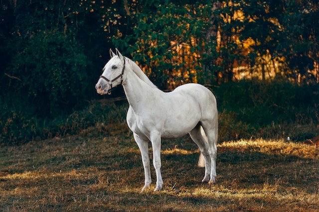 diamond painting paarden