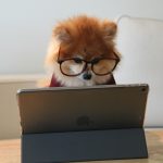 Hond met bril kijkt geconcentreerd naar tablet als speelse metafoor voor digitale druk en comfort